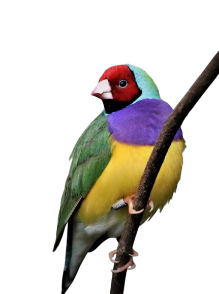 Gouldian finch